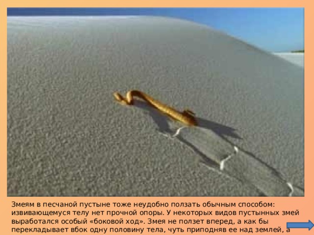 Песчаная эфа Змеям в песчаной пустыне тоже неудобно ползать обычным способом: извивающемуся телу нет прочной опоры. У некоторых видов пустынных змей выработался особый «боковой ход». Змея не ползет вперед, а как бы перекладывает вбок одну половину тела, чуть приподняв ее над землей, а затем подтягивает к ней другую.  