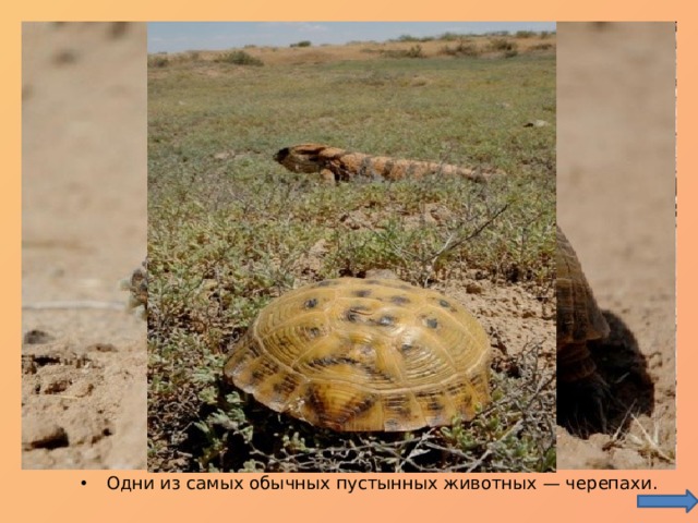Одни из самых обычных пустынных животных — черепахи. 