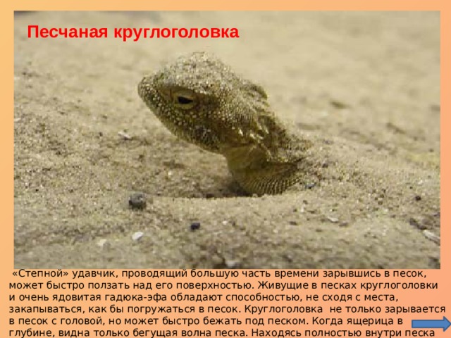 «Степной» удавчик Песчаная круглоголовка Песчаная эфа  «Степной» удавчик, проводящий большую часть времени зарывшись в песок, может быстро ползать над его поверхностью. Живущие в песках круглоголовки и очень ядовитая гадюка-эфа обладают способностью, не сходя с места, закапываться, как бы погружаться в песок. Круглоголовка не только зарывается в песок с головой, но может быстро бежать под песком. Когда ящерица в глубине, видна только бегущая волна песка. Находясь полностью внутри песка она не ползёт, а именно бежит. 