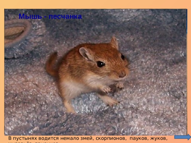 Жук Муравей Мышь - песчанка Песчаный удавчик Скорпион Паук В пустынях водится немало змей, скорпионов, пауков, жуков, муравьёв, грызунов. 