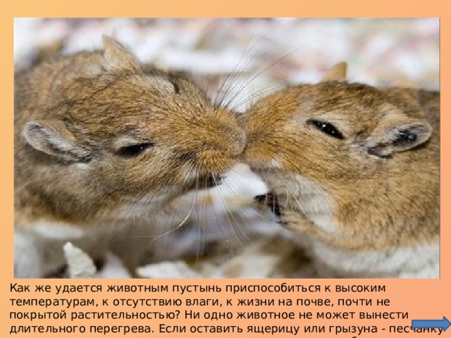 Как же удается животным пустынь приспособиться к высоким температурам, к отсутствию влаги, к жизни на почве, почти не покрытой растительностью? Ни одно животное не может вынести длительного перегрева. Если оставить ящерицу или грызуна - песчанку днем на солнцепеке, то через несколько минут они погибнут от солнечного удара. 