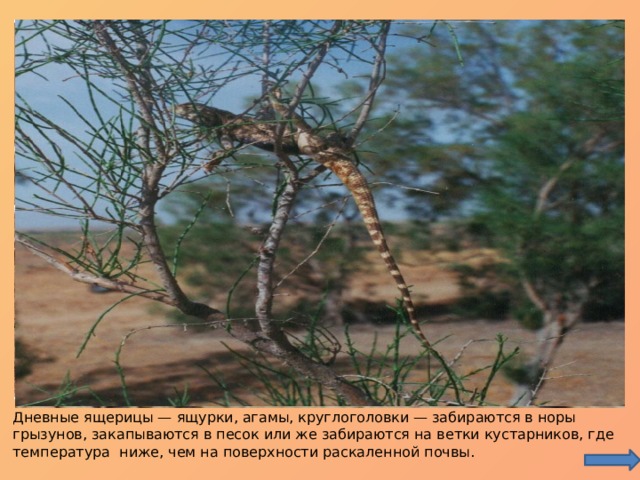 Агама Песчаная круглоголовка Ящурка Дневные ящерицы — ящурки, агамы, круглоголовки — забираются в норы грызунов, закапываются в песок или же забираются на ветки кустарников, где температура ниже, чем на поверхности раскаленной почвы. 