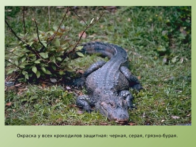  Окраска у всех крокодилов защитная: черная, серая, грязно-бурая. 