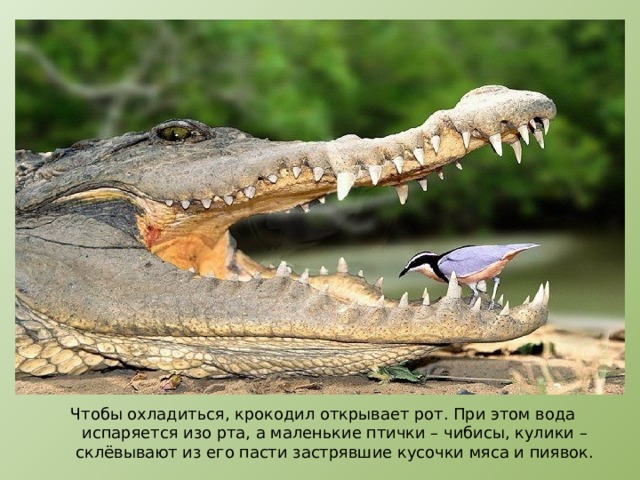 Чтобы охладиться, крокодил открывает рот. При этом вода испаряется изо рта, а маленькие птички – чибисы, кулики – склёвывают из его пасти застрявшие кусочки мяса и пиявок. 