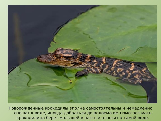 Новорожденные крокодилы вполне самостоятельны и немедленно спешат к воде, иногда добраться до водоема им помогает мать: крокодилица берет малышей в пасть и относит к самой воде. 