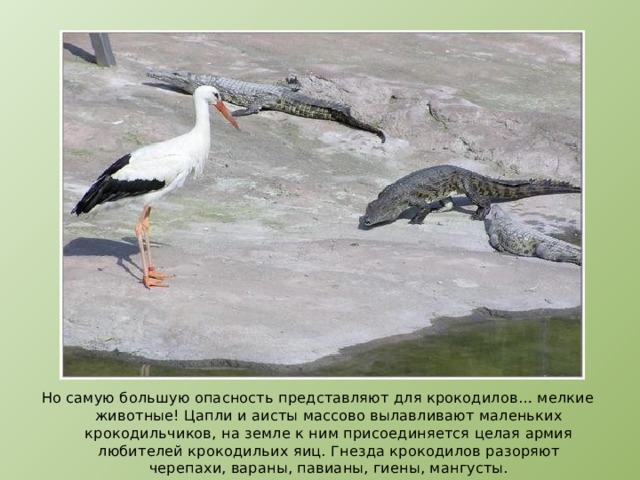 Но самую большую опасность представляют для крокодилов… мелкие животные! Цапли и аисты массово вылавливают маленьких крокодильчиков, на земле к ним присоединяется целая армия любителей крокодильих яиц. Гнезда крокодилов разоряют черепахи, вараны, павианы, гиены, мангусты. 