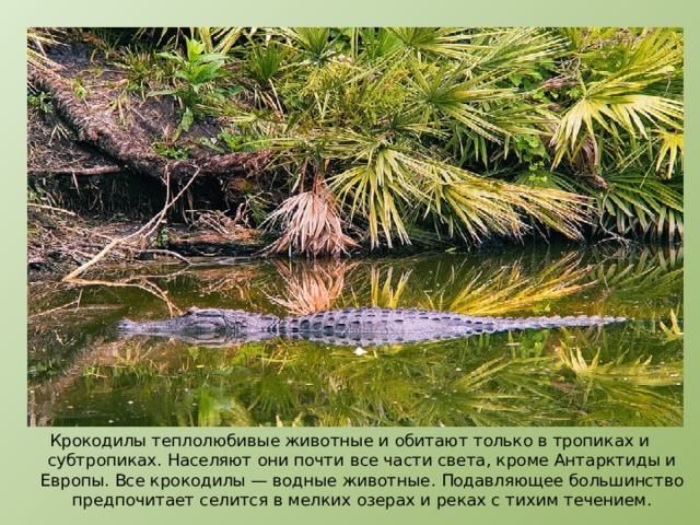 Крокодилы теплолюбивые животные и обитают только в тропиках и субтропиках. Населяют они почти все части света, кроме Антарктиды и Европы. Все крокодилы — водные животные. Подавляющее большинство предпочитает селится в мелких озерах и реках с тихим течением. 