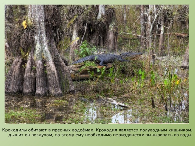 Крокодилы обитают в пресных водоёмах. Крокодил является полуводным хищником, дышит он воздухом, по этому ему необходимо периодически выныривать из воды. 