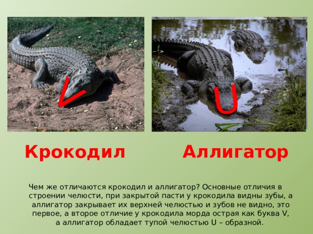 U V Крокодил Аллигатор Чем же отличаются крокодил и аллигатор? Основные отличия в строении челюсти, при закрытой пасти у крокодила видны зубы, а аллигатор закрывает их верхней челюстью и зубов не видно, это первое, а второе отличие у крокодила морда острая как буква V, а аллигатор обладает тупой челюстью U – образной. 