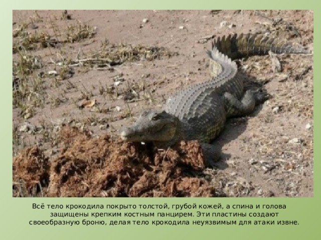 Всё тело крокодила покрыто толстой, грубой кожей, а спина и голова защищены крепким костным панцирем. Эти пластины создают своеобразную броню, делая тело крокодила неуязвимым для атаки извне. 