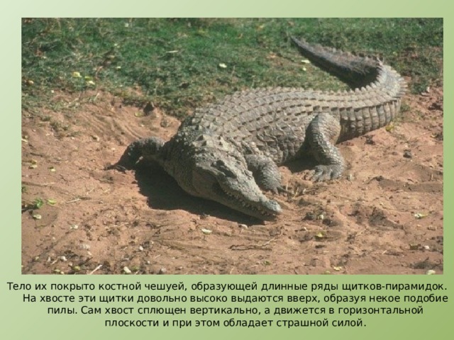 Тело их покрыто костной чешуей, образующей длинные ряды щитков-пирамидок. На хвосте эти щитки довольно высоко выдаются вверх, образуя некое подобие пилы. Сам хвост сплющен вертикально, а движется в горизонтальной плоскости и при этом обладает страшной силой.  