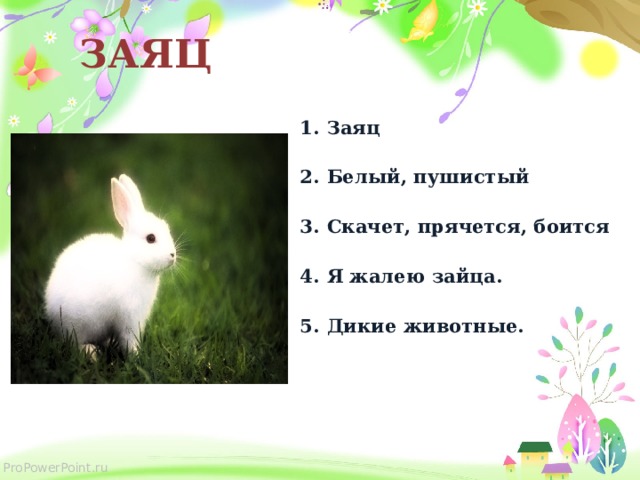  ЗАЯЦ Заяц Белый, пушистый  Скачет, прячется, боится  Я жалею зайца. Дикие животные.   
