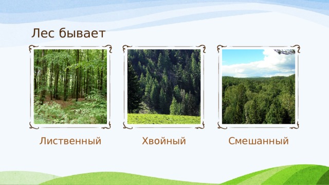 Лес бывает Лиственный Хвойный Смешанный 