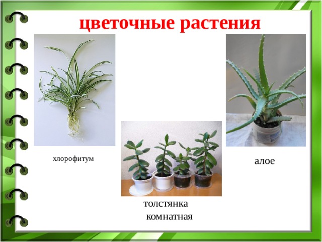 цветочные растения хлорофитум алое толстянка  комнатная 