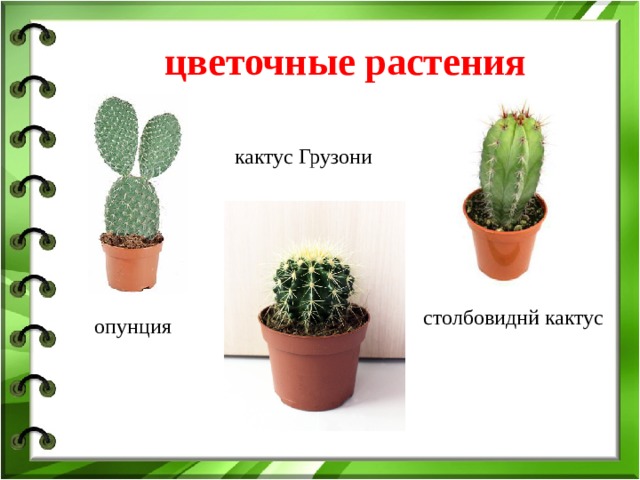 цветочные растения кактус Грузони столбовиднй кактус опунция 