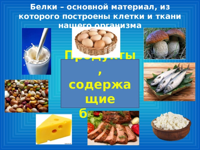 Белки – основной материал, из которого построены клетки и ткани нашего организма Продукты, содержащие белок 