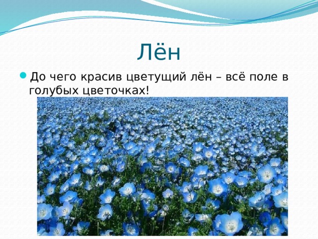 Лён До чего красив цветущий лён – всё поле в голубых цветочках! 