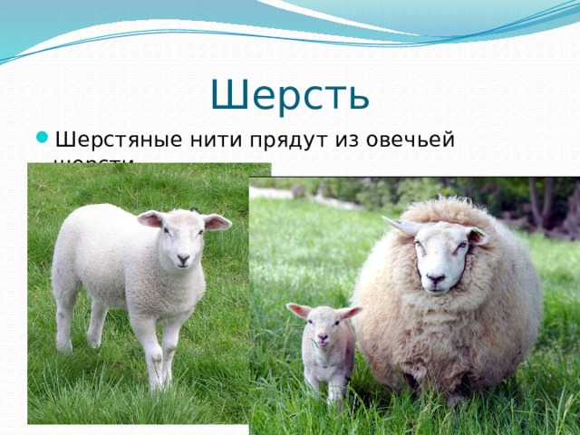 Шерсть Шерстяные нити прядут из овечьей шерсти. 