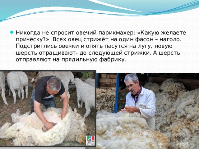 Никогда не спросит овечий парикмахер: «Какую желаете причёску?» Всех овец стрижёт на один фасон – наголо. Подстриглись овечки и опять пасутся на лугу, новую шерсть отращивают- до следующей стрижки. А шерсть отправляют на прядильную фабрику. 