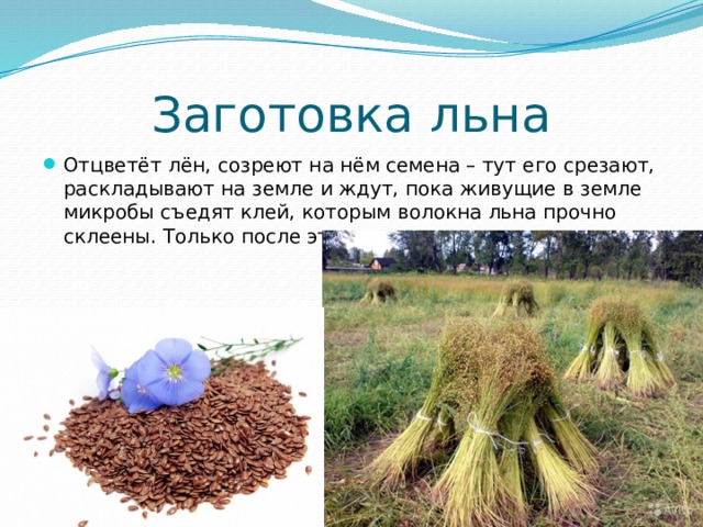 Заготовка льна Отцветёт лён, созреют на нём семена – тут его срезают, раскладывают на земле и ждут, пока живущие в земле микробы съедят клей, которым волокна льна прочно склеены. Только после этого спрядут льняные нити. 