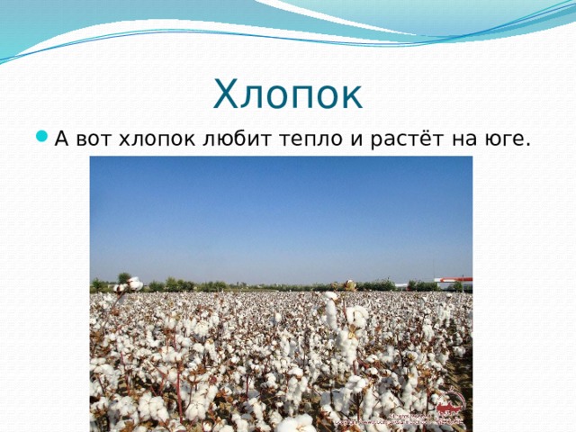 Хлопок А вот хлопок любит тепло и растёт на юге. 