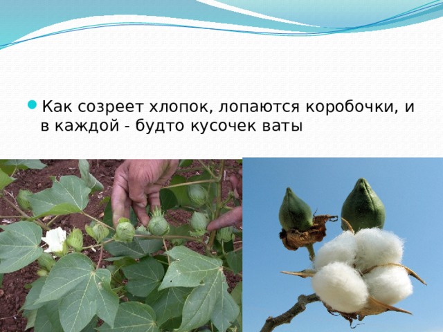 Как созреет хлопок, лопаются коробочки, и в каждой - будто кусочек ваты 
