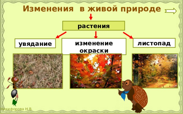 Изменения в живой природе растения изменение окраски листопад увядание