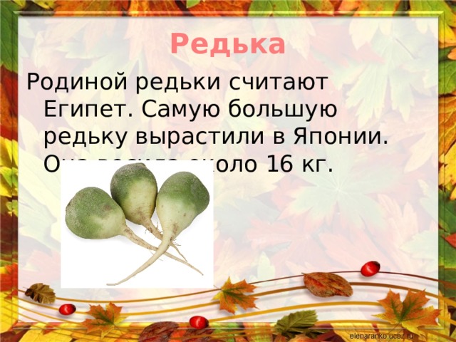 Редька Родиной редьки считают Египет. Самую большую редьку вырастили в Японии. Она весила около 16 кг.   