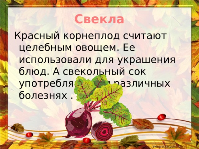 Свекла   Красный корнеплод считают целебным овощем. Ее использовали для украшения блюд. А свекольный сок употребляют при различных болезнях . 