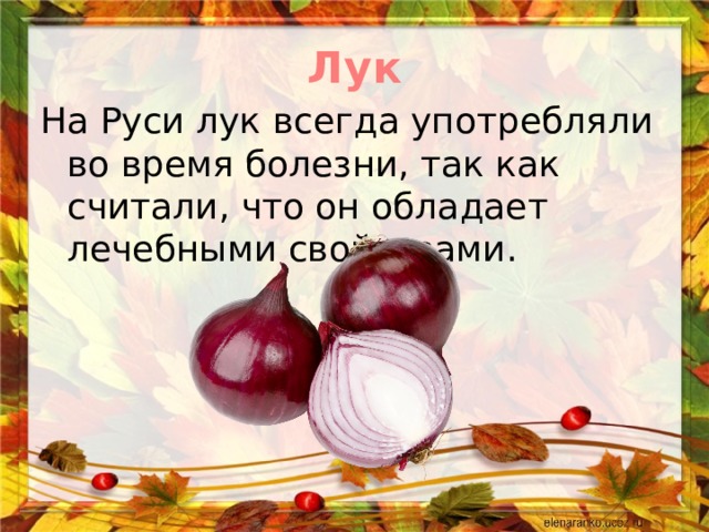 Лук На Руси лук всегда употребляли во время болезни, так как считали, что он обладает лечебными свойствами. 