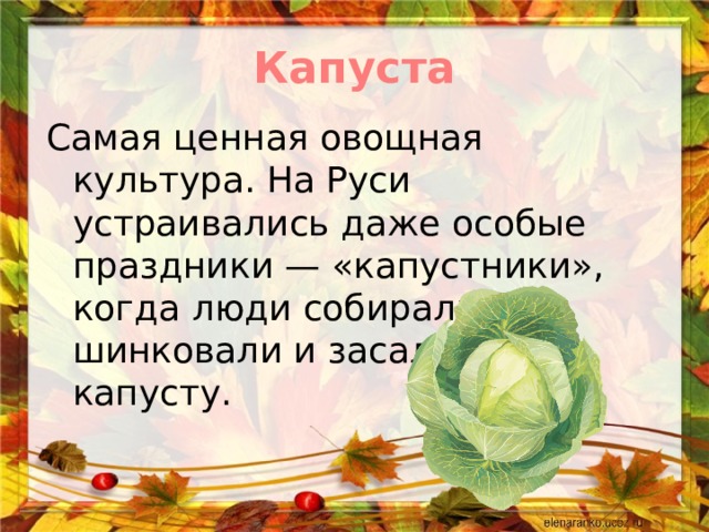 Капуста Самая ценная овощная культура. На Руси устраивались даже особые праздники — «капустники», когда люди собирали, шинковали и засаливали капусту. 