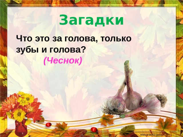 Загадки Что это за голова, только зубы и голова?    (Чеснок) 