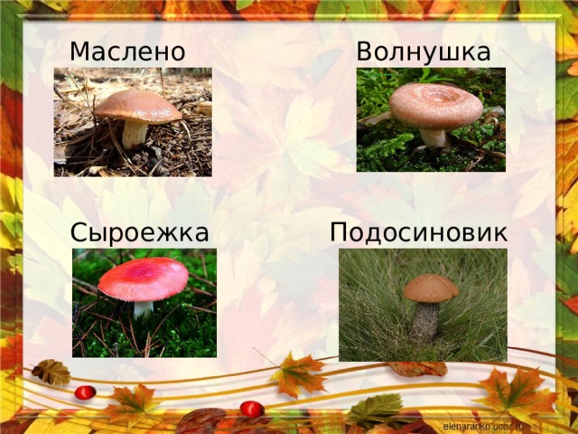 Масленок Волнушка Подосиновик Сыроежка 