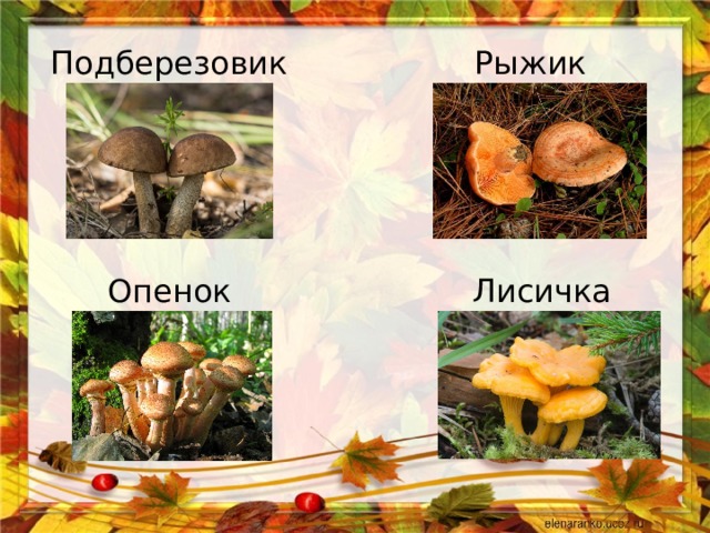 Подберезовик  Рыжик Опенок Лисичка 