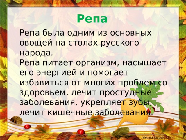 Репа Репа была одним из основных овощей на столах русского народа .  Репа питает организм, насыщает его энергией и помогает избавиться от многих проблем со здоровьем.  лечит простудные заболевания, укрепляет зубы, лечит кишечные заболевания. 