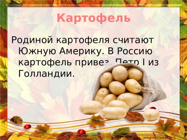 Картофель Родиной картофеля считают Южную Америку. В Россию картофель привез Петр I из Голландии. 