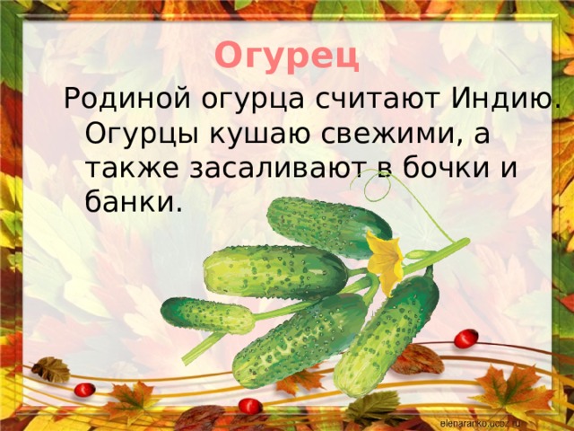 Огурец Родиной огурца считают Индию. Огурцы кушаю свежими, а также засаливают в бочки и банки. 