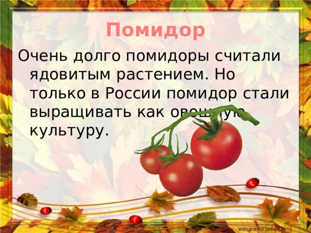 Помидор Очень долго помидоры считали ядовитым растением. Но только в России помидор стали выращивать как овощную культуру. 