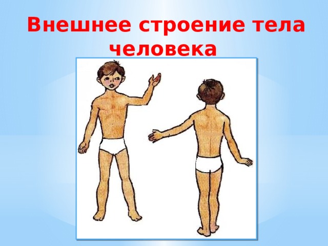 Внешнее строение тела человека 