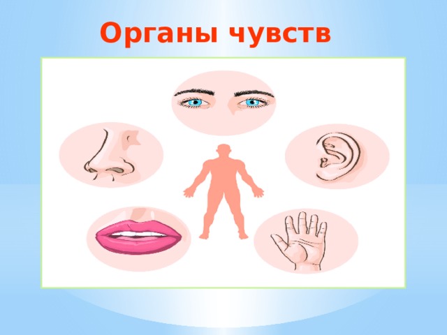 Органы чувств 