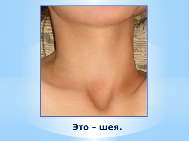 Это – шея. 