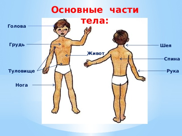 Основные части тела: Голова  Грудь Шея  Живот Спина  Туловище Рука  Нога 