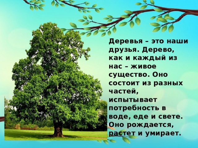 Деревья – это наши друзья. Дерево, как и каждый из нас – живое существо. Оно состоит из разных частей, испытывает потребность в воде, еде и свете. Оно рождается, растет и умирает. 