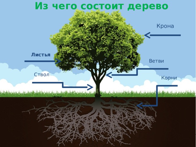 Из чего состоит дерево Крона Листья Ветви Ствол Корни 