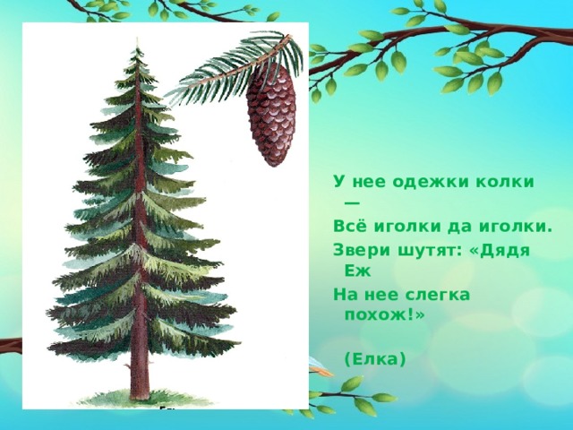   У нее одежки колки — Всё иголки да иголки. Звери шутят: «Дядя Еж На нее слегка похож!»  (Елка) 