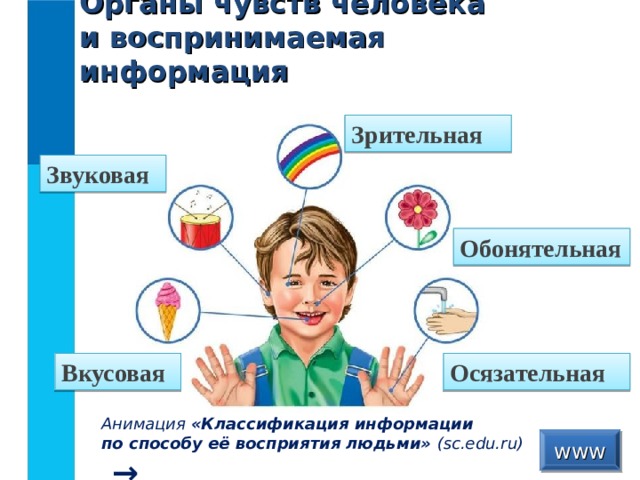 Органы чувств человека  и воспринимаемая информация Зрительная Звуковая Обонятельная Вкусовая Осязательная Анимация «Классификация информации  по способу её восприятия людьми» ( sc.edu.ru)  →  www  