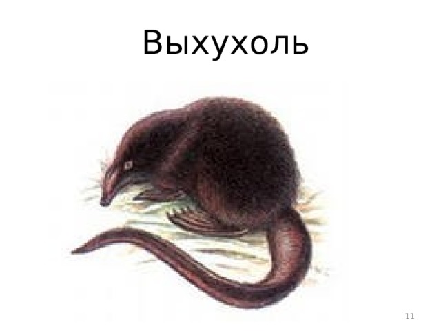  Выхухоль  