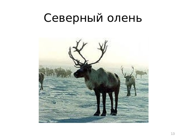 Северный олень  