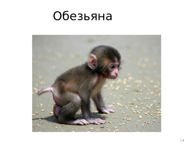Обезьяна  