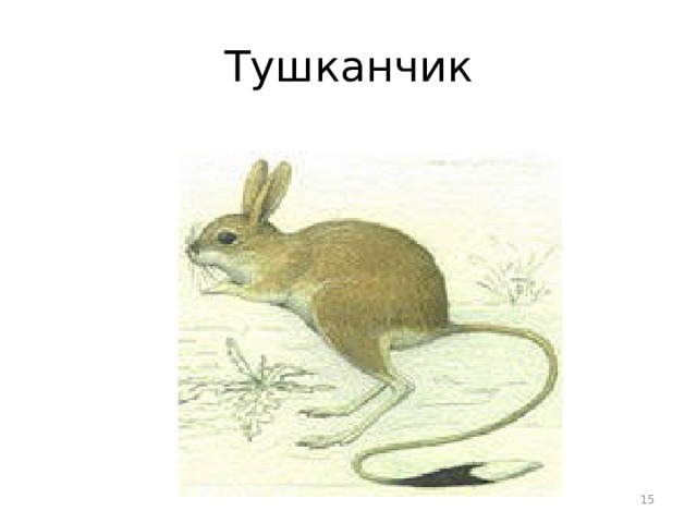 Тушканчик  
